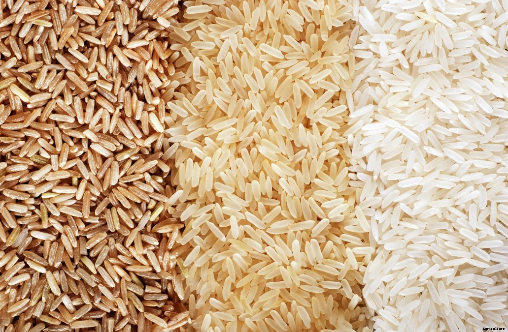 New rice varieties needed as climate change threatens