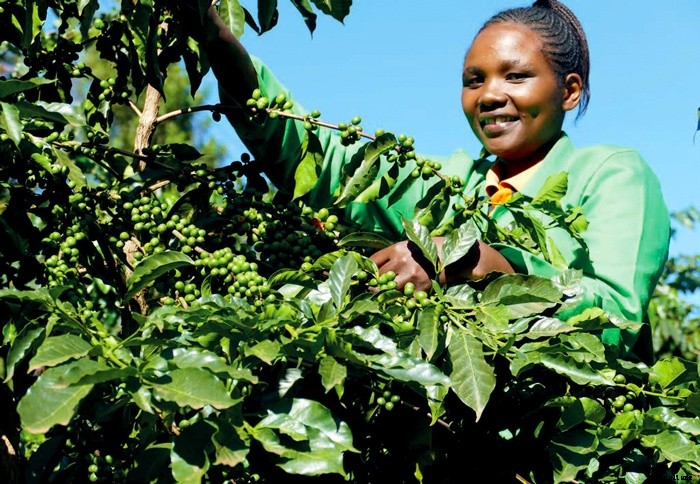 Testimony: Growing coffee still profitable