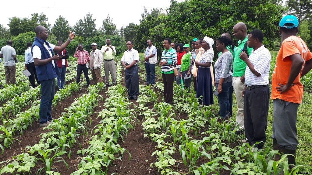 Farmers increase cereal production by 75%