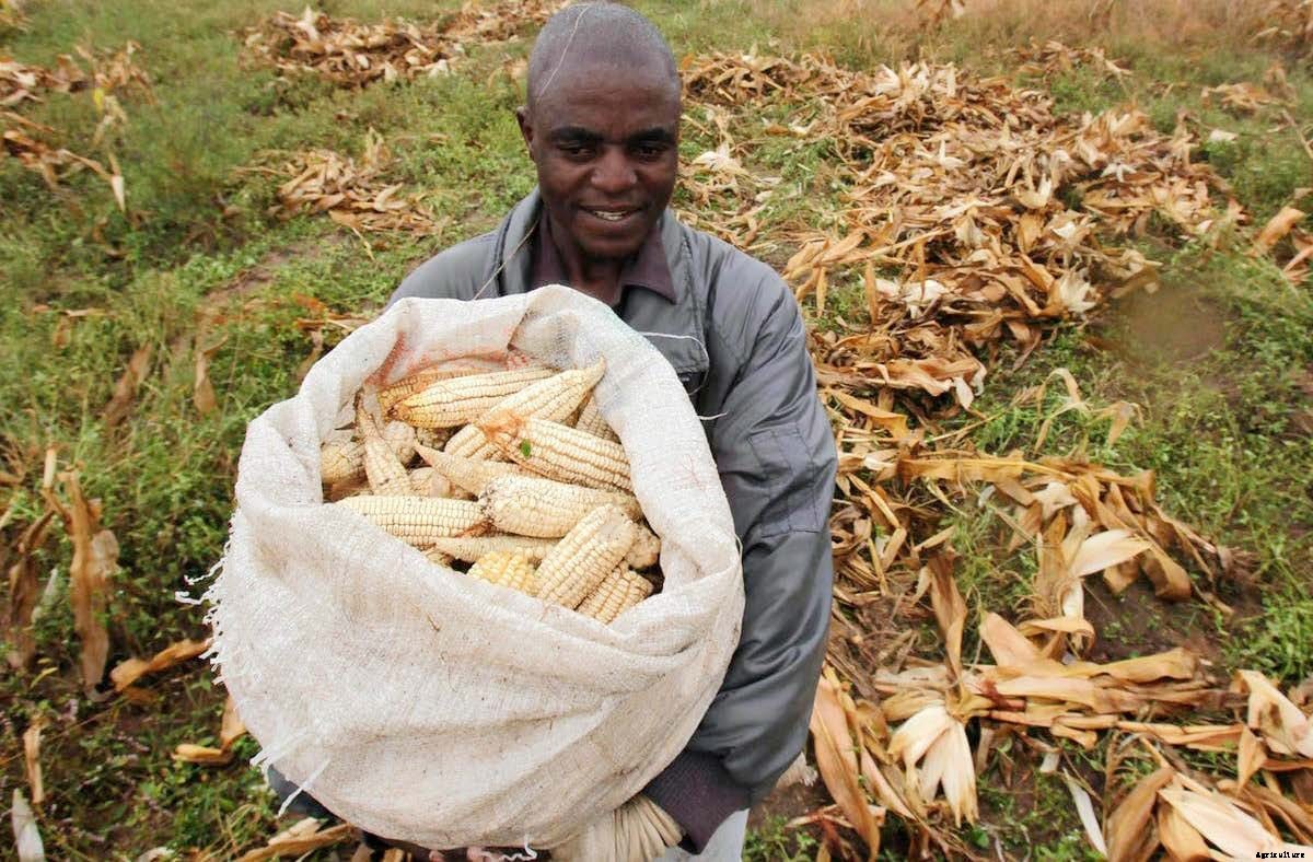 Minimising postharvest loss through proper storage