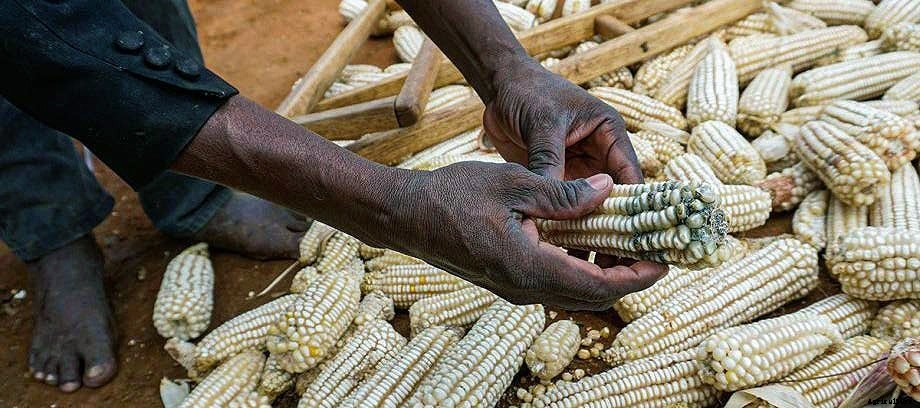 Is your farm produce free of aflatoxins?