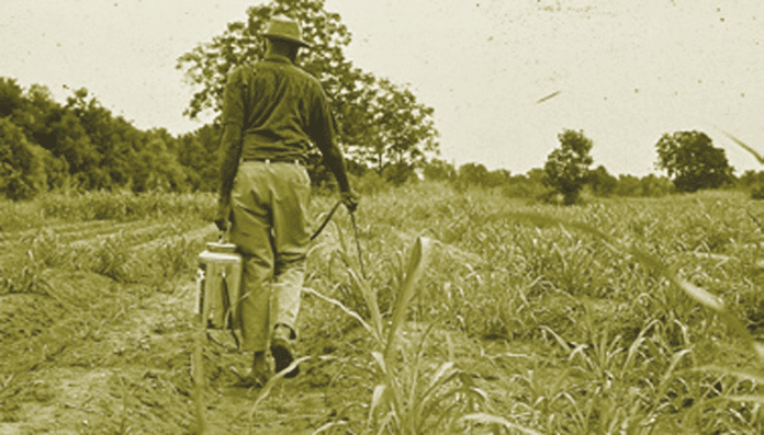 How to make your own natural pesticides