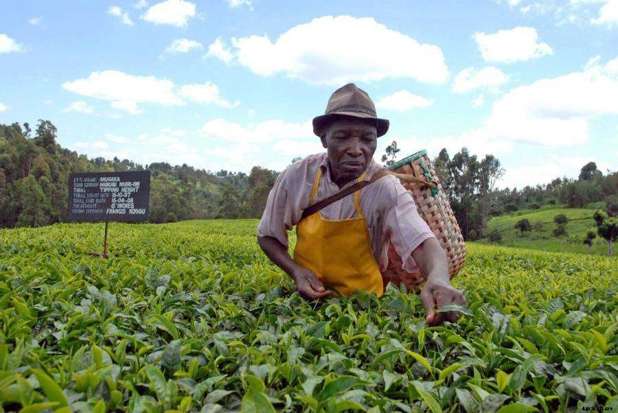 Tea farmers’ fears amid good prospects