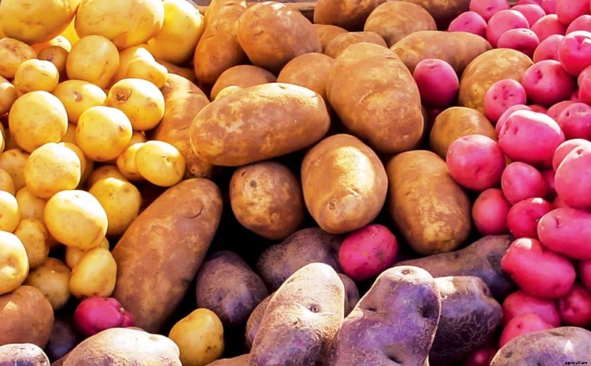 KALRO releases new potato seed for multiplication