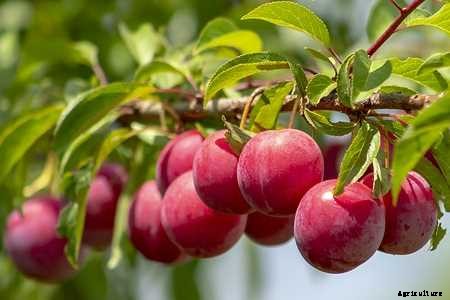 Six trees for your year-round supply of fruits