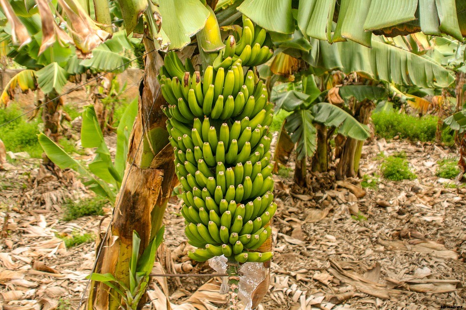 Banana Farming secrets revealed