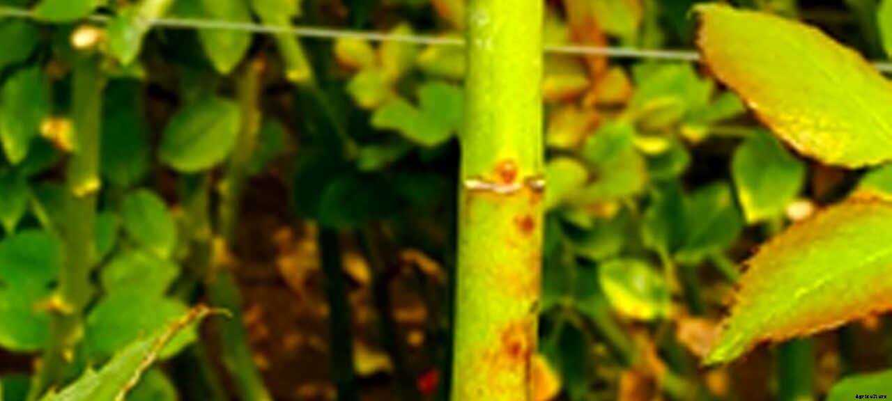 Say Goodbye to Downy Mildew in rose stems