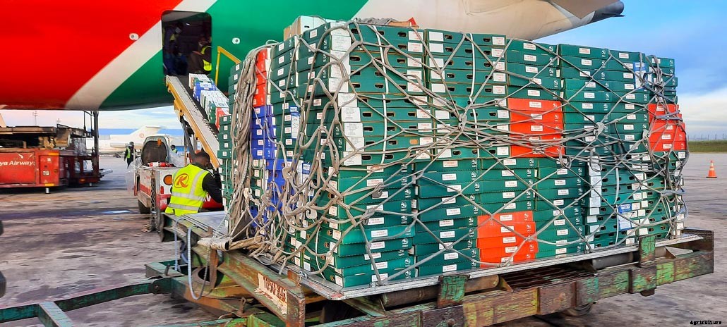 Relief for horticultural sector as KQ flies fresh produce