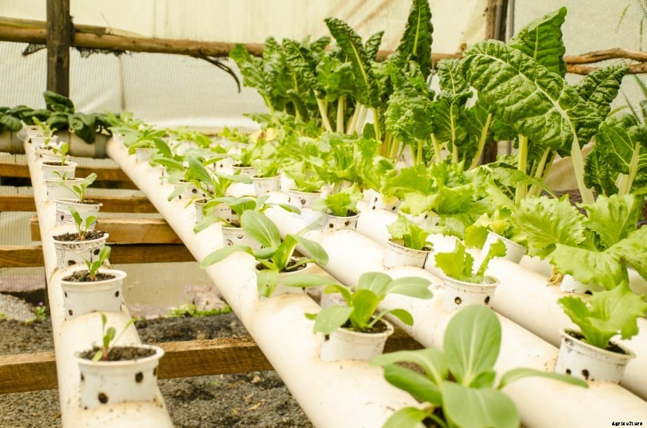 Vertical farming association to tackle food insecurity