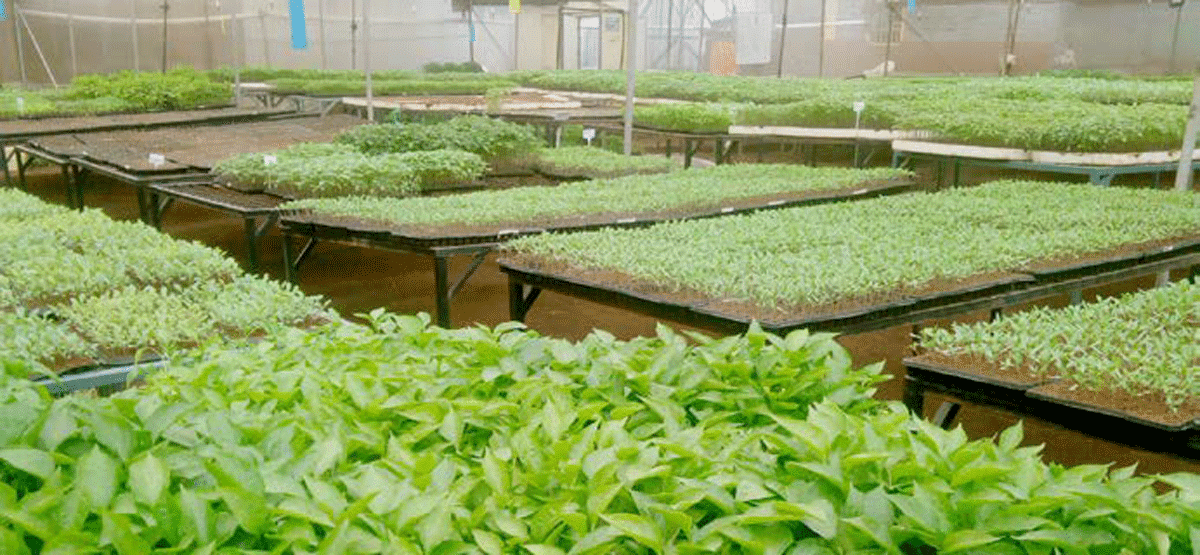 How to use seedling trays for better germination and returns