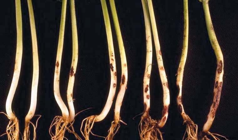 How to tackle soil-borne diseases