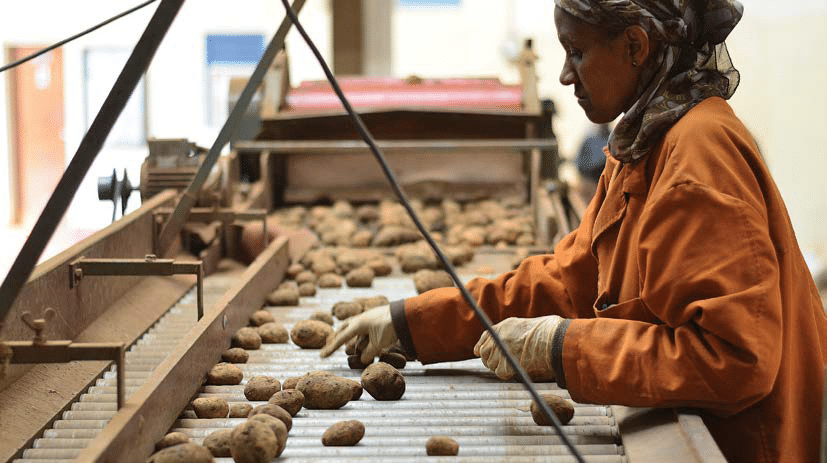 How researchers and farmers ensure you get quality potatoes