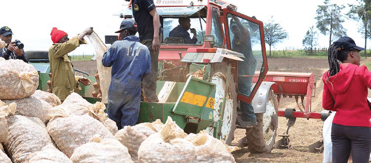 How researchers and farmers ensure you get quality potatoes
