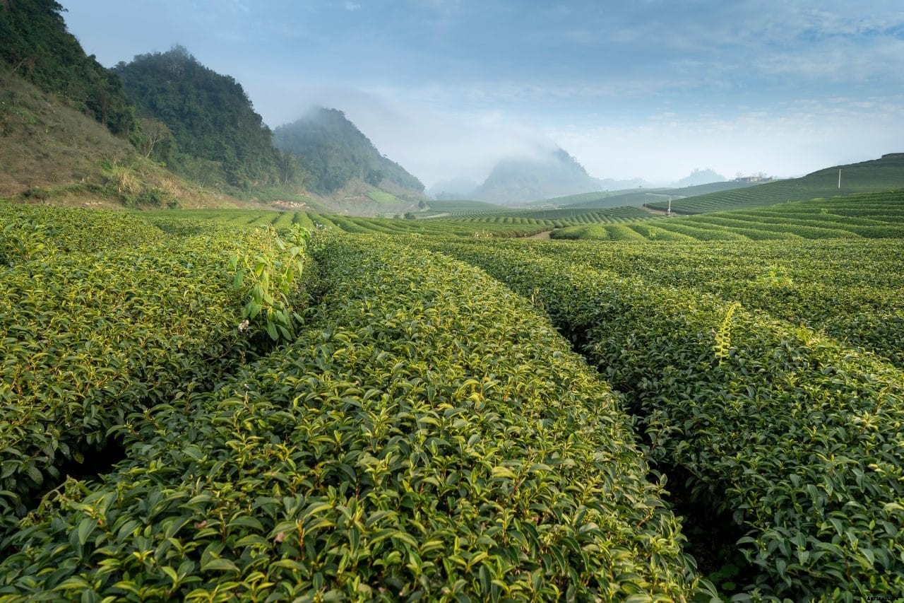 Second Payment to Tea farmers