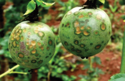 Pest and diseases that affect passion fruits