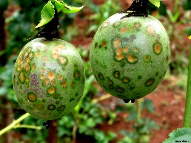 Pest and diseases that affect passion fruits