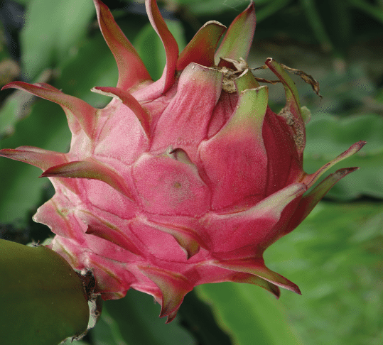 Dragon fruit of life