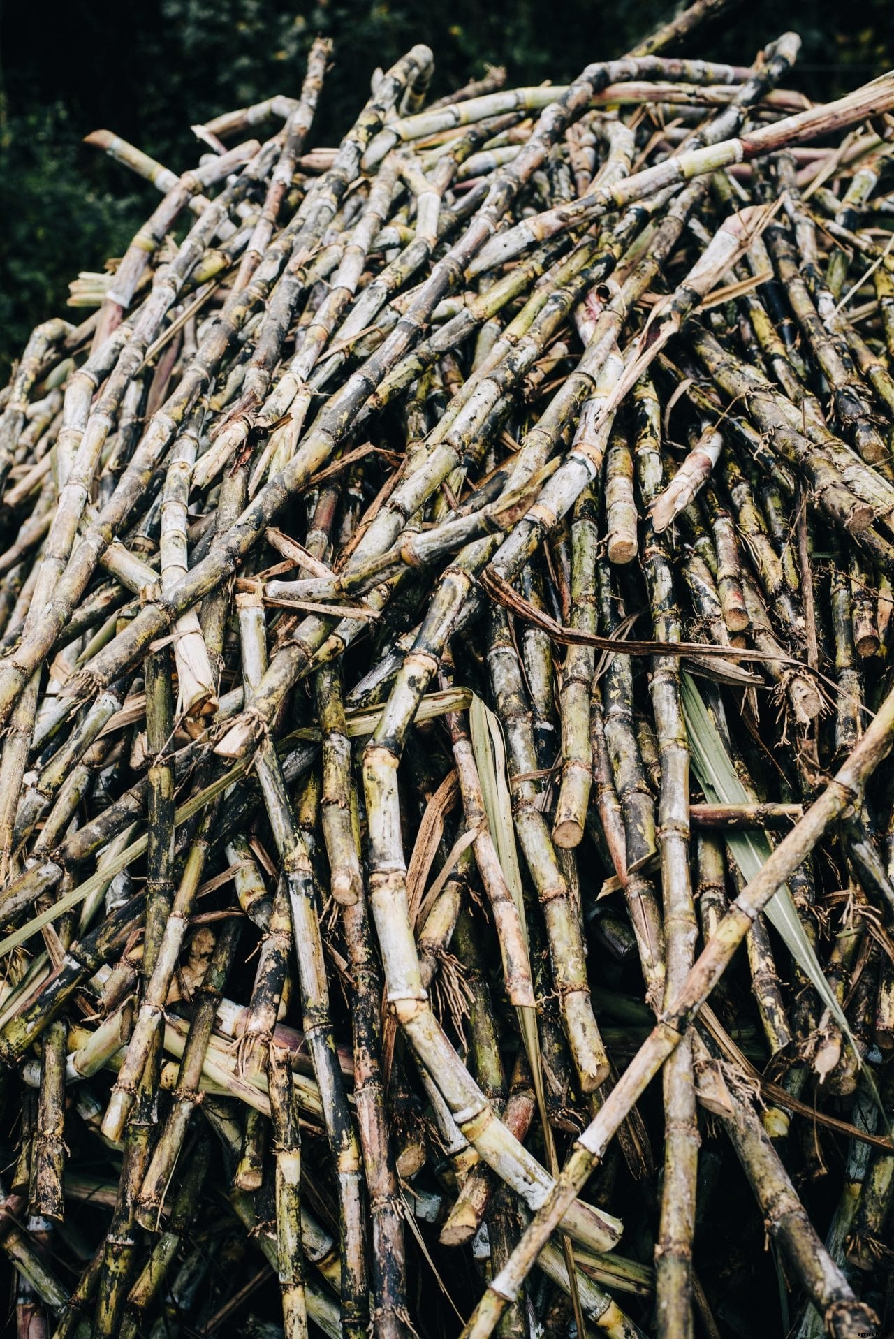 Kericho County reviving sugarcane sector