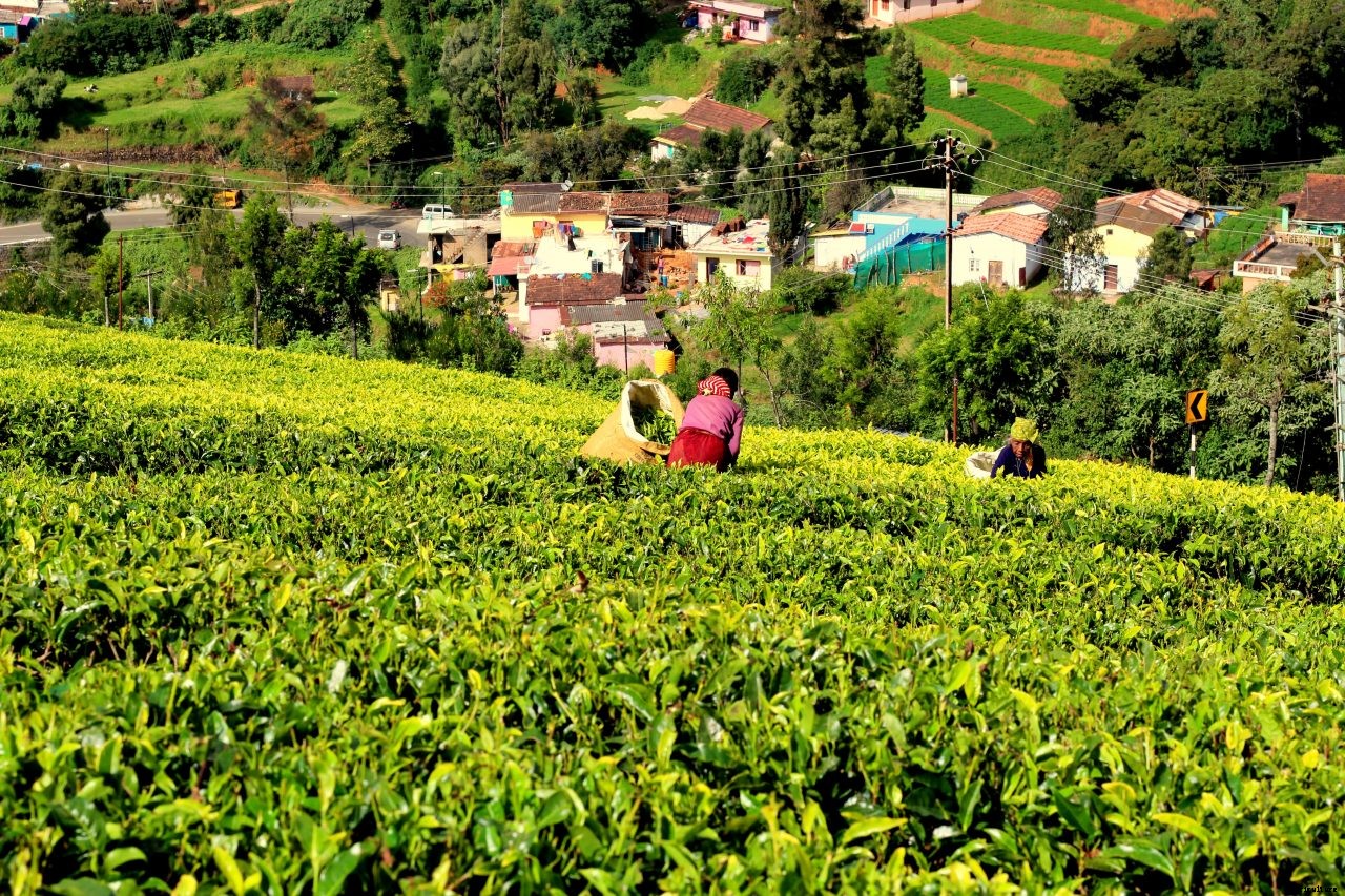 Tea farmers to benefit from Fertilizer subsidy