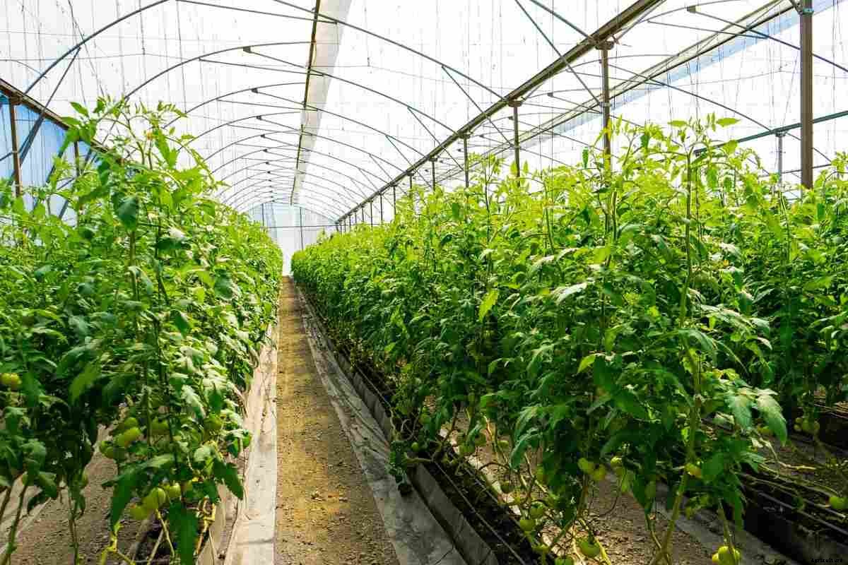 Top 30 Vegetables To Grow In A Greenhouse