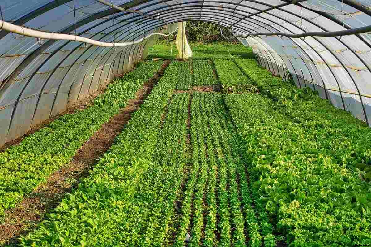 Top 30 Vegetables To Grow In A Greenhouse