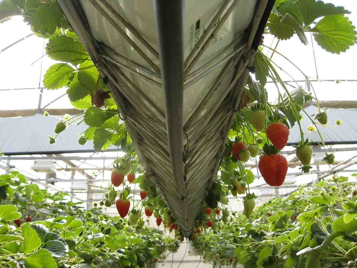 Greenhouse Gardening For Beginners – Planting Guide