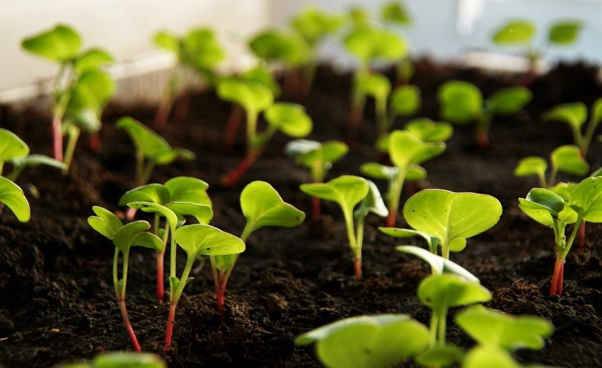 Growing Radish In Greenhouse – A Full Planting Guide