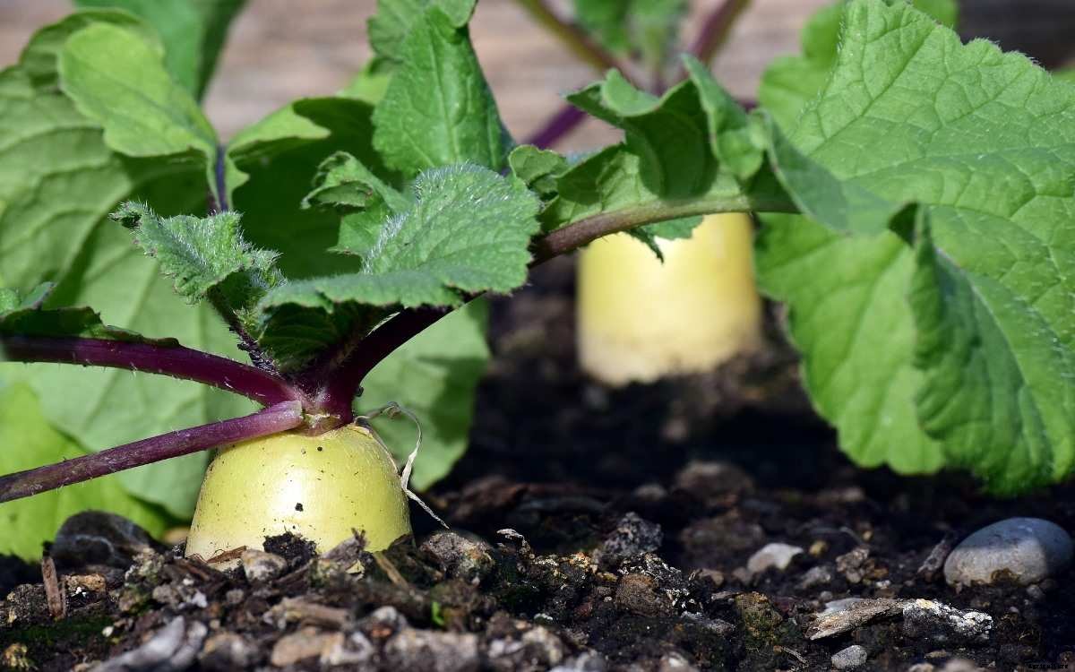Growing Radish In Greenhouse – A Full Planting Guide
