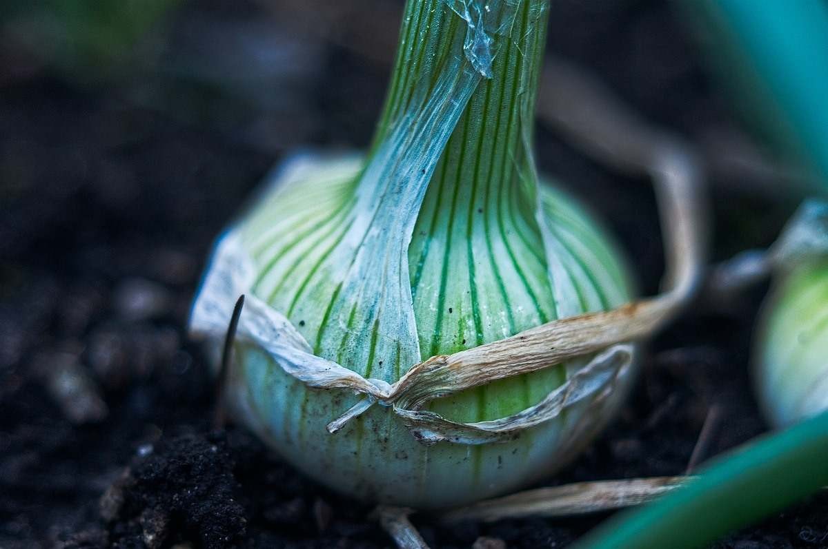 Growing Onions In Greenhouse – Planting From Seed, Bulbs, Sets