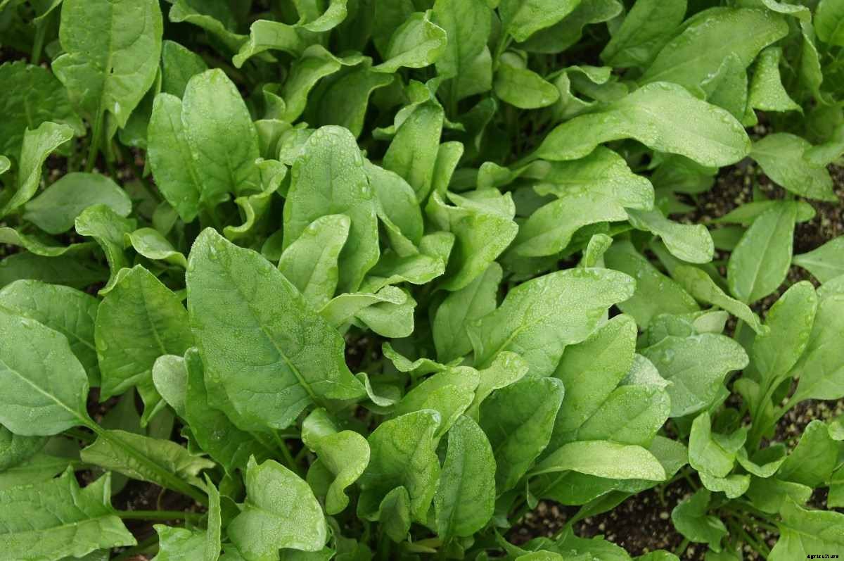Growing Spinach In Greenhouse – In Winter, Indoors From Seed, Polyhouse
