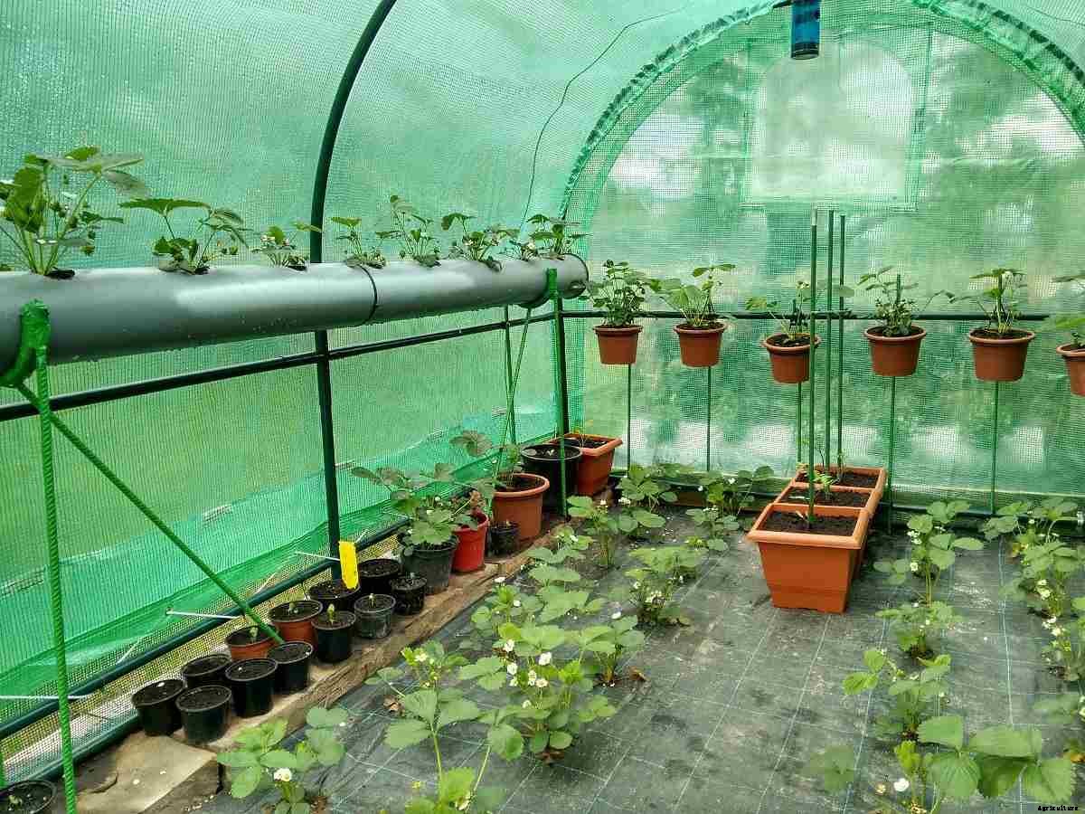 Growing Strawberries In Greenhouse – Polyhouse