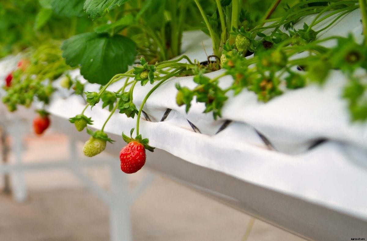 Growing Strawberries In Greenhouse – Polyhouse