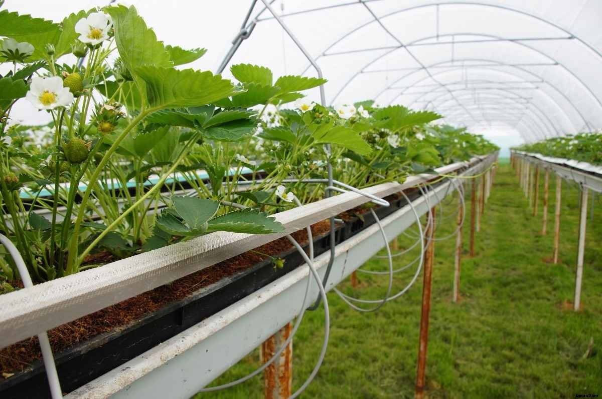Growing Strawberries In Greenhouse – Polyhouse