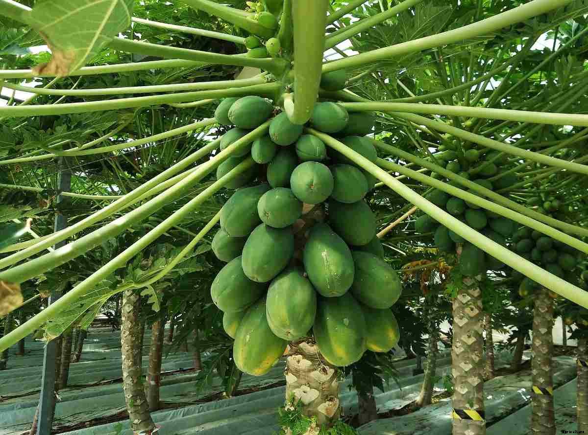 Growing Papaya In Polyhouse – Greenhouse In India