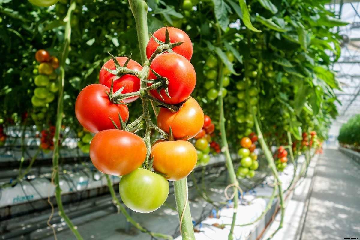 Growing Tomatoes In Greenhouse – In Winter, Pots