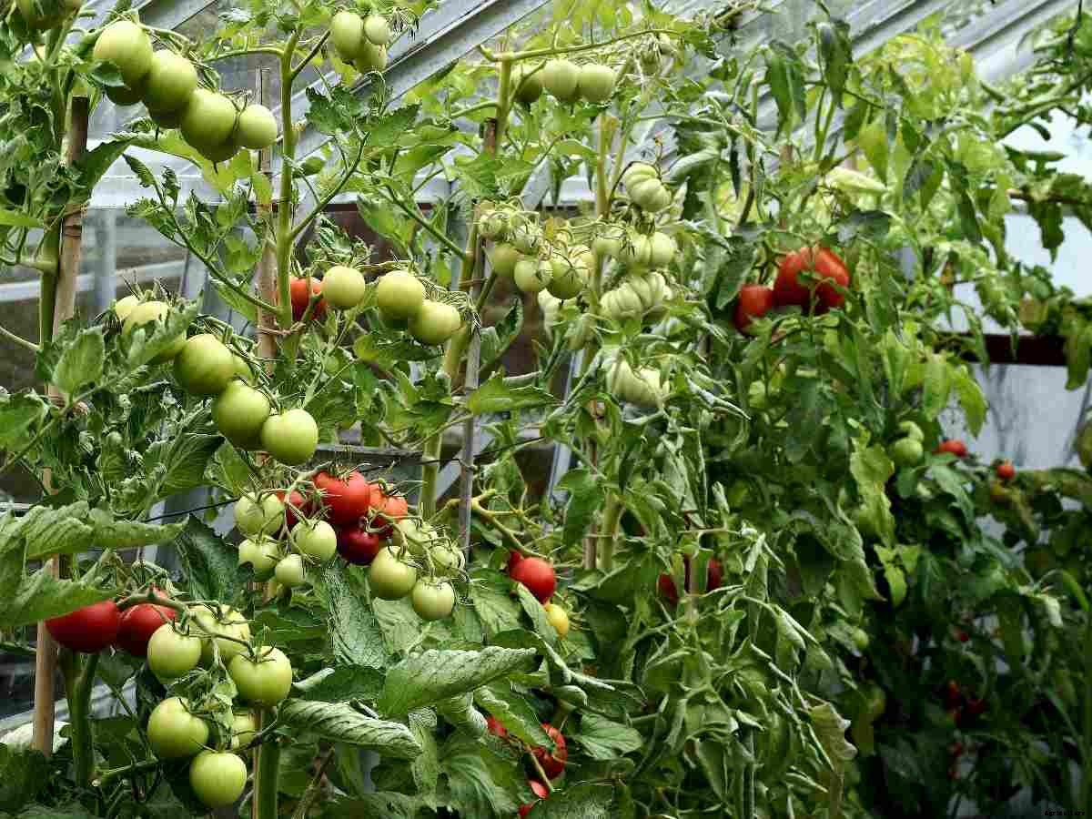 Growing Tomatoes In Greenhouse – In Winter, Pots