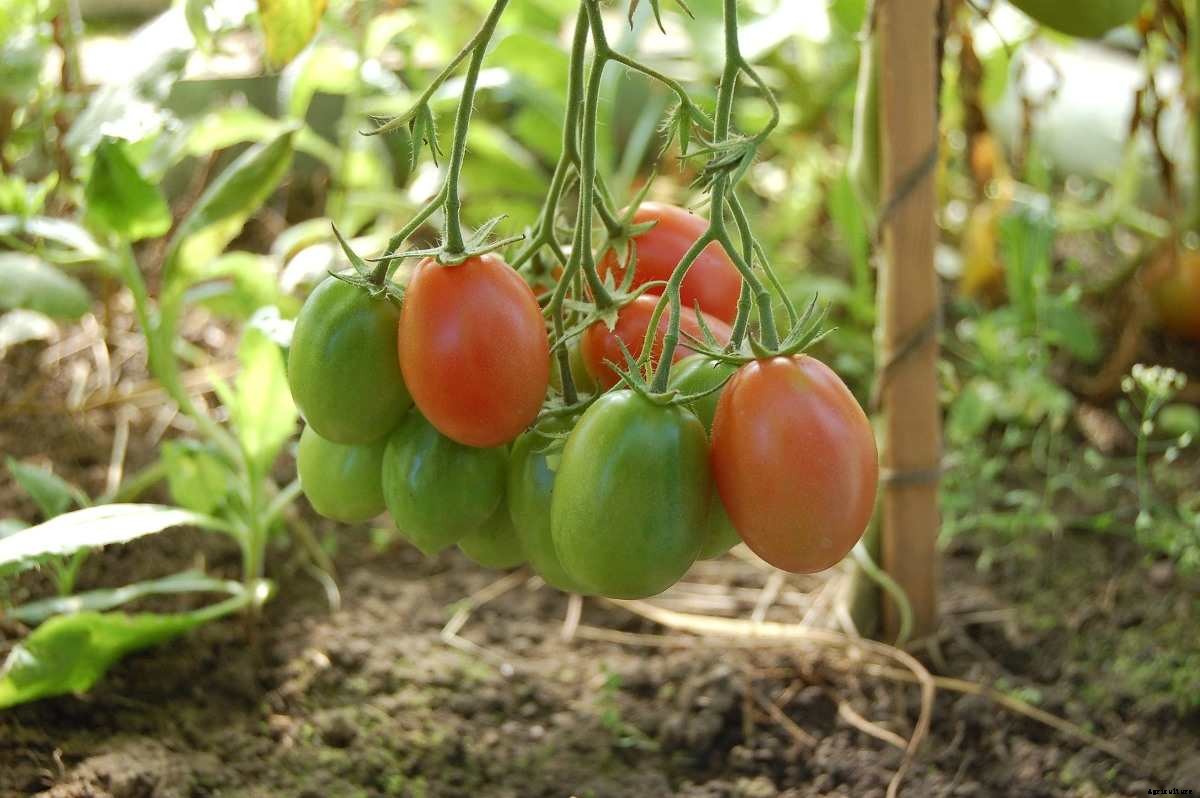 Growing Tomatoes In Greenhouse – In Winter, Pots
