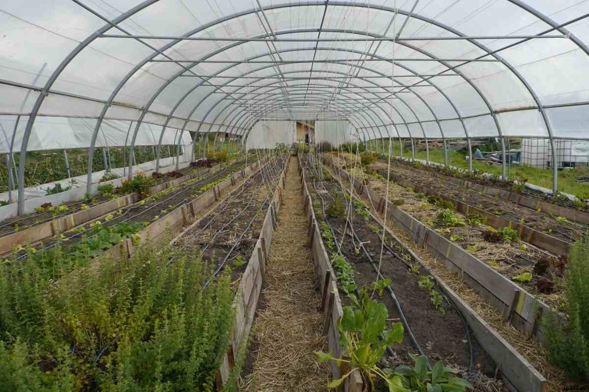 Growing Organic Herbs in Greenhouse – a Full Guide