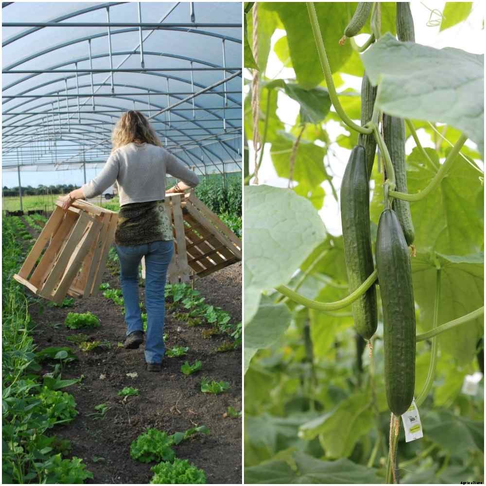 Growing Organic Vegetables in Greenhouse