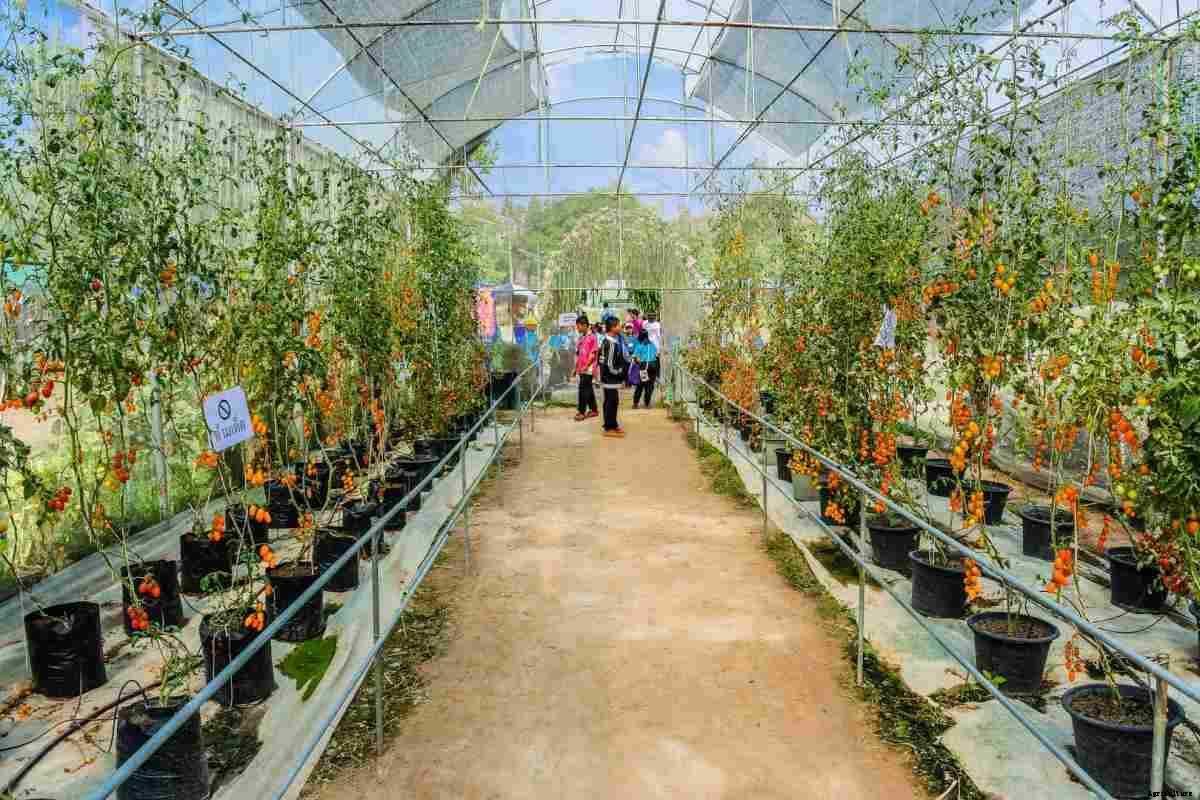Growing Organic Vegetables in Greenhouse