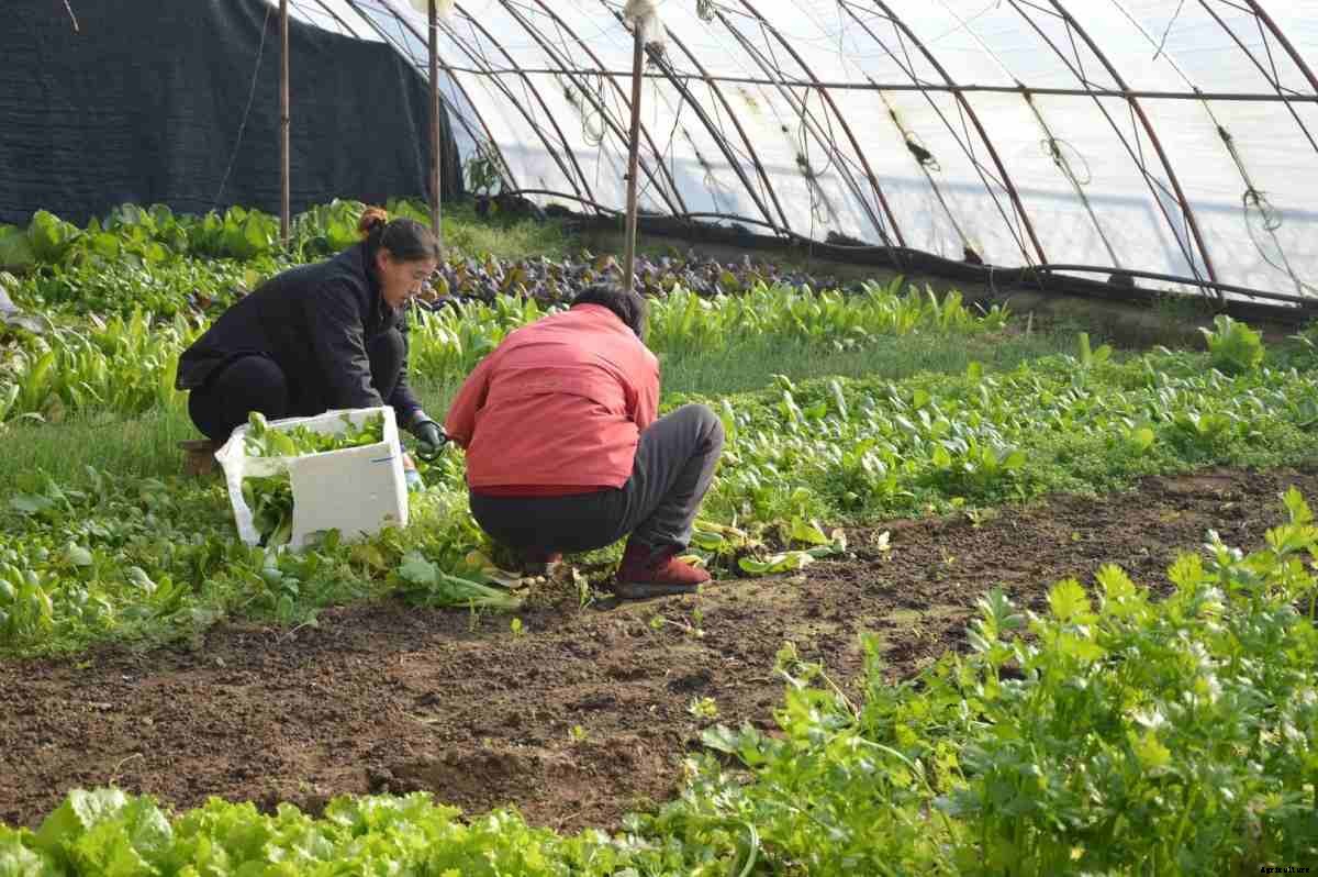 Growing Organic Vegetables in Greenhouse