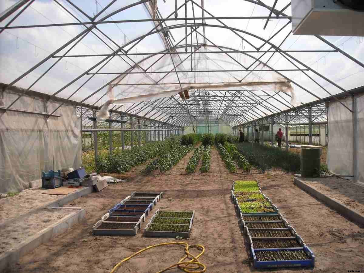Growing Organic Vegetables in Greenhouse