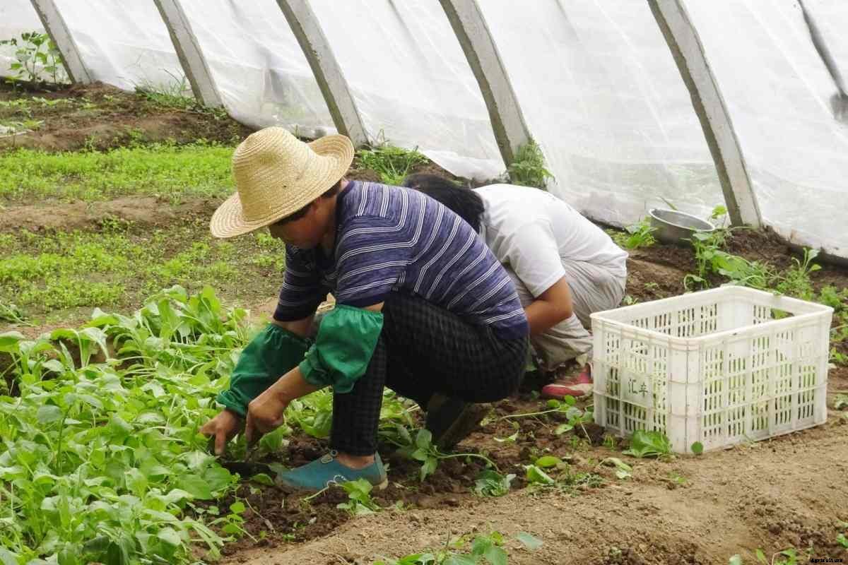Growing Organic Vegetables in Greenhouse
