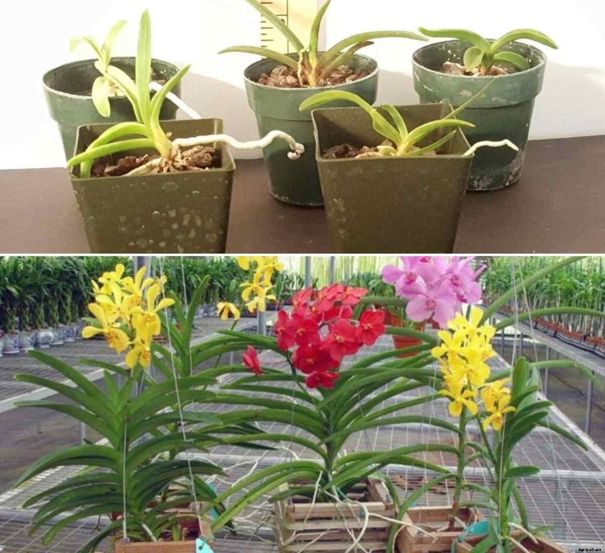 Growing Vanda Seedlings, Propagation, Plant Care