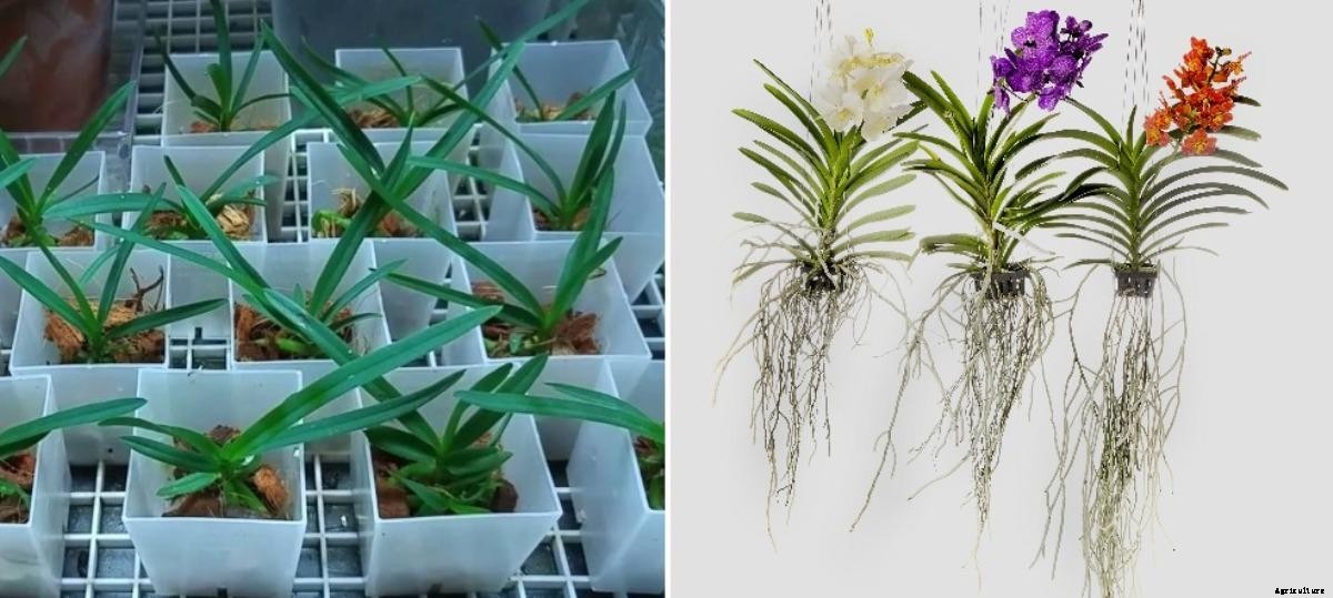 Growing Vanda Seedlings, Propagation, Plant Care