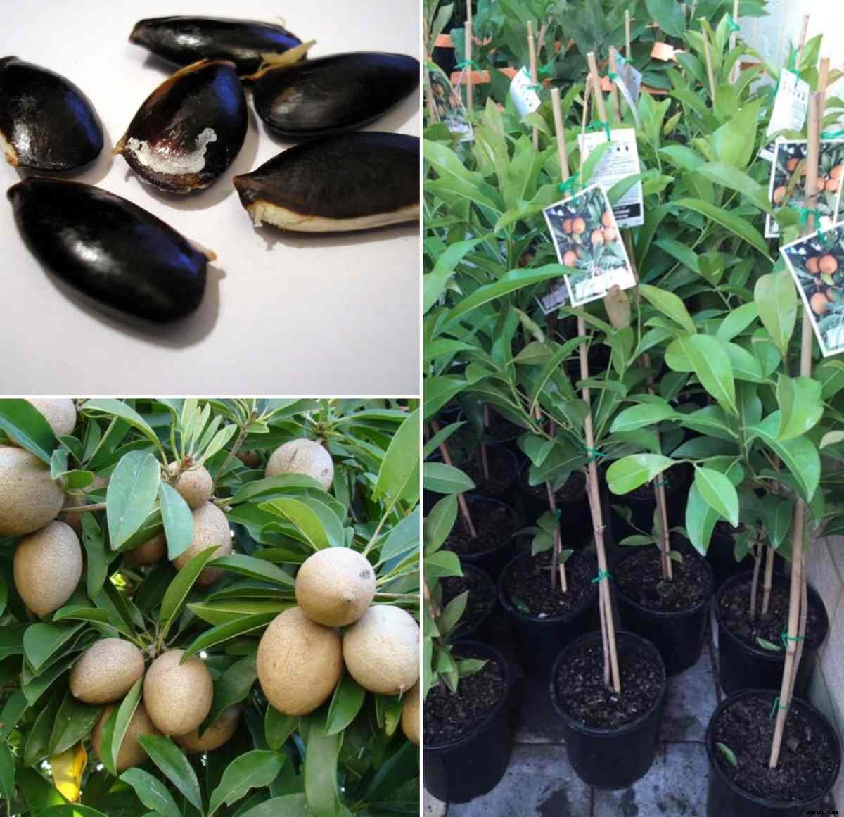 Sapodilla Seed Germination (Chiku), Temperature, Time