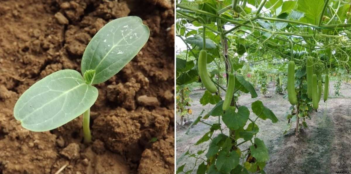 Bottle Gourd Pests, Diseases (Lauki), Control