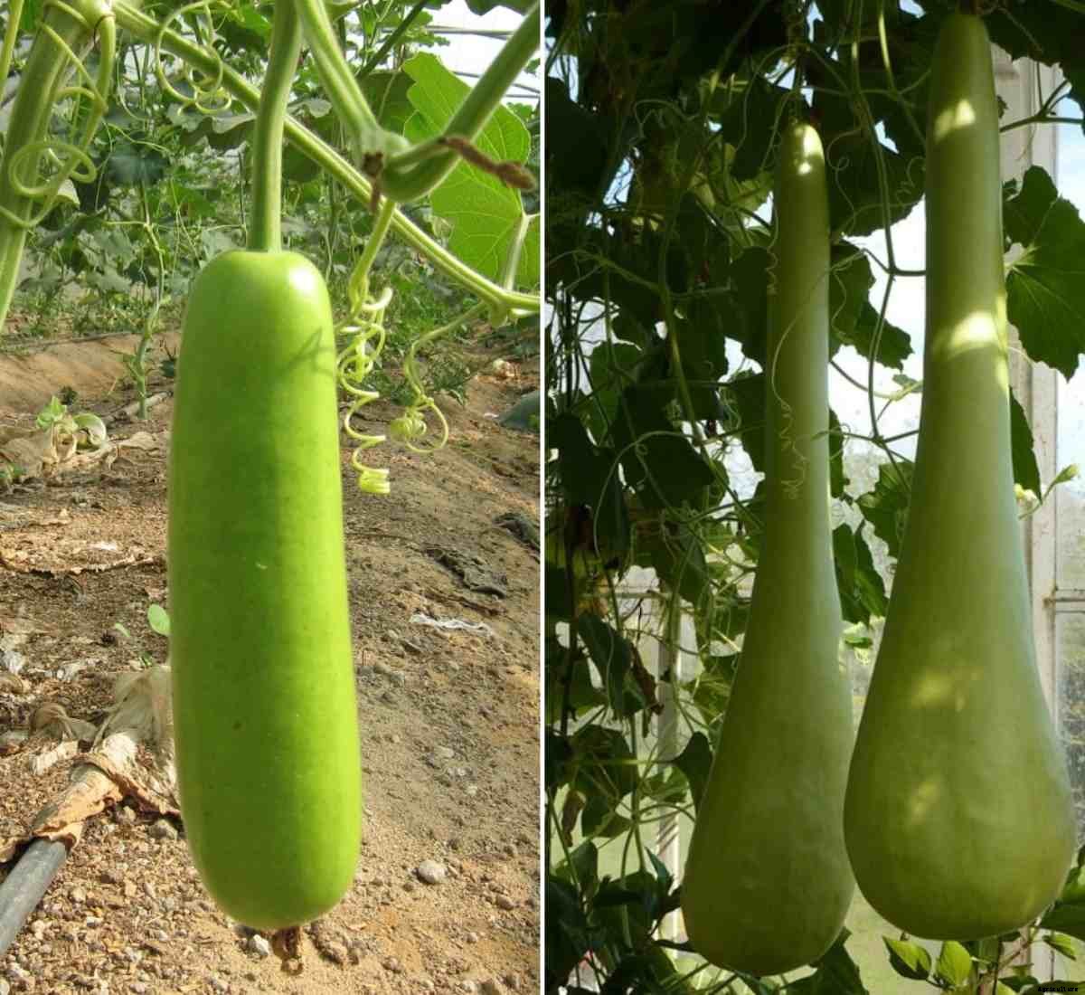 Bottle Gourd Pests, Diseases (Lauki), Control