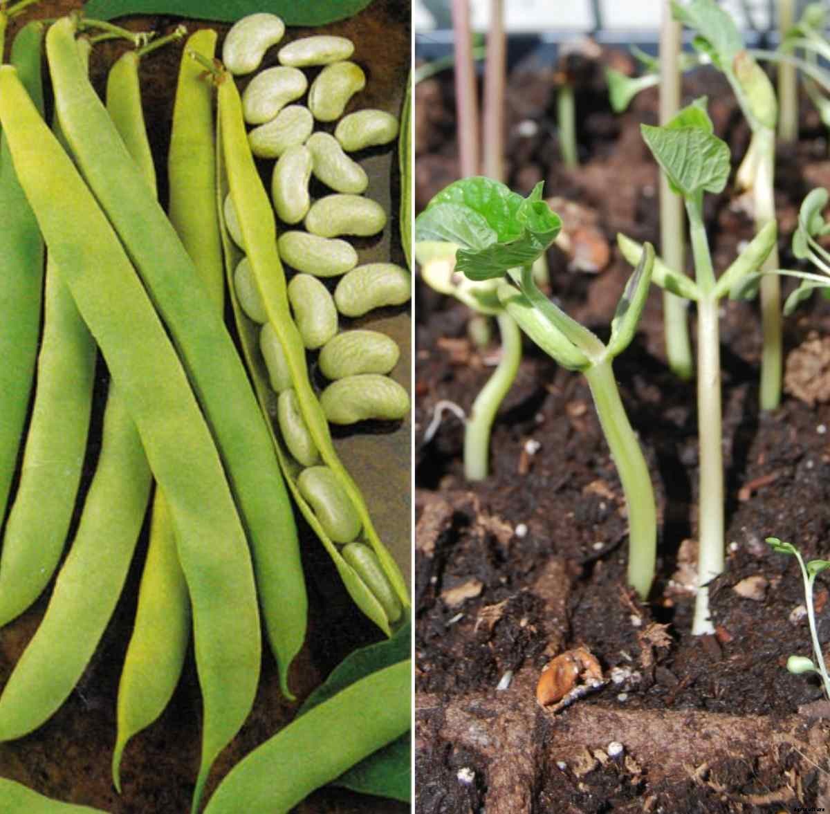 Beans Seed Germination, Time, Temperature, Process