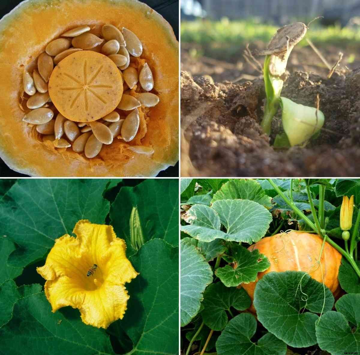 Pumpkin Seed Germination, Time, Temperature, Process
